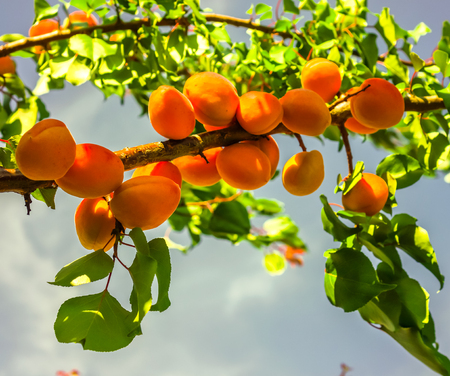 green tree branch full of sweet organic natural orange juicy apricot ripes against blue sky. Ripe sweet apricot fruits growing on a apricot tree branch in orchardの写真素材