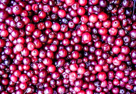 natural sweet burgundy red wallpaper of berrie cranberrie close-up. cranberry juice. cranberry whole frame. the set of vitamins in cranberries. the berry grows in the swamp. fresh cranberriesの写真素材