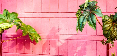 high green potted palm with big leaves on thin leg against pink crimson painted brick wall in sunshine with shadows. Potted plant against pink wall with free place for textの写真素材