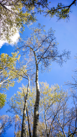 bright beautiful autumn park bottom view. Autumn trees with green leaves and colorful leaves in sunshine against blue sky with white cloudsの写真素材