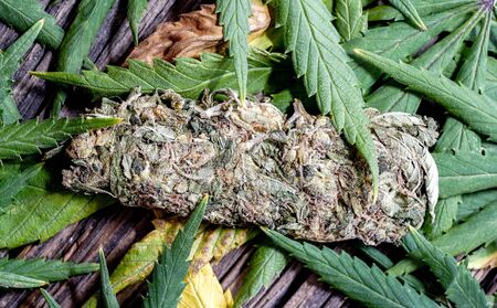 Cannabis bud detail over marijuana fresh green leaves on dark wooden background. Cannabis before and...