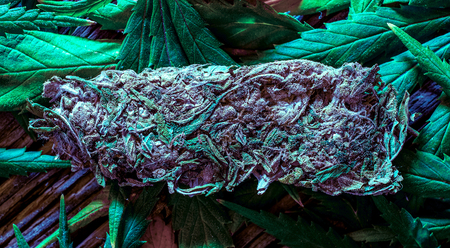 colorful club light on dry pressed cannabis leaves. Cannabis before and after. Dry cannabis pressed leaves ready to use against green fresh marijuana leaves. relax party time with cannabisの写真素材