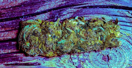 colorful light on dry cut green cannabis hemp leaves ready to use for rest and pleasure. Macro detail of single cannabis bud (mangolope marijuana strain) over wooden dark backgroundの写真素材
