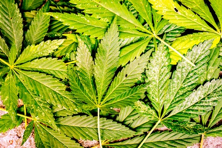 many natural fresh big and small cannabis five fingers leaves lay in chaotic. Cannabis marijuana leaf closeup background. Nature background. Vintage toned. Rich luxury happy life with cannabis.の写真素材