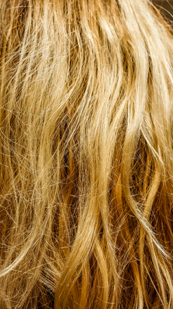 many natural blonde vertical curls. Real woman hair texture. Human hair weft, Dry hair with silky volumes. Real european human hair wallpaper texture. Brown blond dark blonde and black.の写真素材