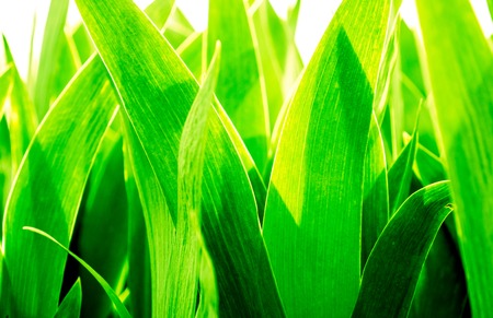 juicy green background of high grass in sunshine. Fresh green grass, sprout of wheat isolated on white background. Close up.の写真素材