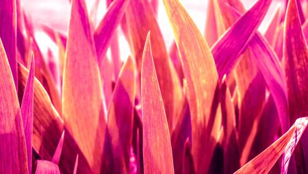 high long leaves in red coral lightの写真素材