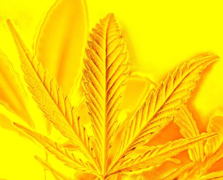 part of big marijuana leaves isolated on background. strong lines on cannabis leaf against another leaves. rainbow colorful happy life with cannabis. marijuana as a drug.の写真素材