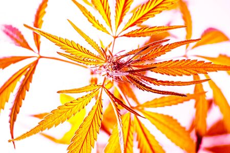 Strong natural cannabis plant with many leaves in sunshine with shadows. Marijuana as home plant....