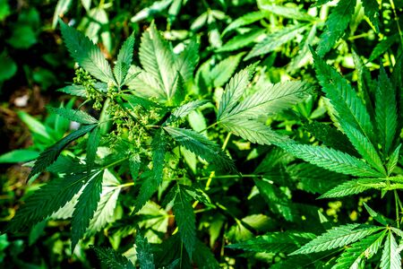 Wild high natural cannabis plant in sunshine and shadows. Cannabis grows wild in the summer, marijuana leaves. happy pink life with cannabis.の写真素材