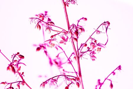 Strong natural cannabis plant with many leaves in sunshine with shadows. Marijuana as home plant. The cannabis plant, marijuana plant, isolated on white background. How to grow cannabis at homeの写真素材