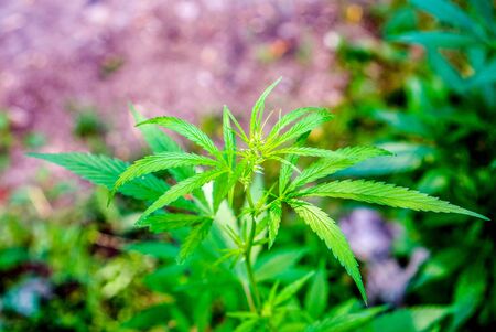 Wild high natural cannabis plant in sunshine and shadows. Cannabis grows wild in the summer, marijuana leaves. happy pink life with cannabis.の写真素材