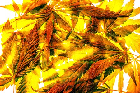 many natural fresh big and small cannabis five fingers leaves lay in chaotic. Cannabis marijuana leaf closeup background. Nature background. Vintage toned. Rich luxury happy life with cannabis.の写真素材