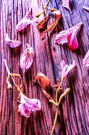 alstroemeria flowers on a old white wooden backgroundの写真素材