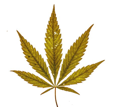 Single marijuana leaf with seven fingers on white backgroundの写真素材