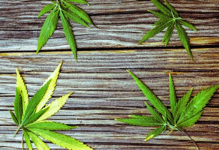 few fresh cannabis leaves lay on natural wooden backgroundの写真素材