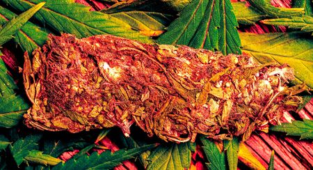 colorful club light on dry pressed cannabis leaves. Cannabis before and after. Dry cannabis pressed leaves ready to use against green fresh marijuana leaves. relax party time with cannabisの写真素材