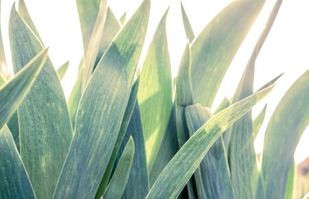 green plant as floral patterns. floral background.の写真素材