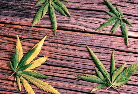 for big green fresh cannabis leaves on wooden tableの写真素材
