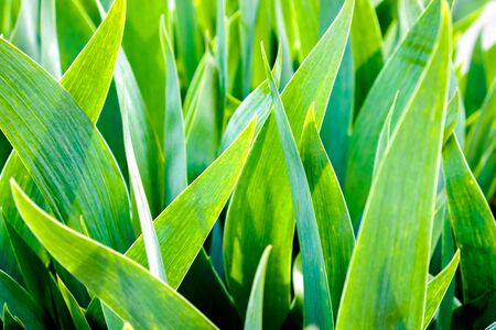 green long leaves as pattern or backgroundの写真素材