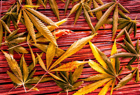 many fresh cannabis leaves lay on old wooden desk