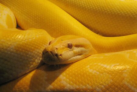 snakeの写真素材