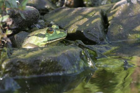 Wild frog resting on a rock at the pond.の写真素材