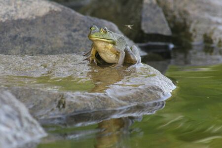 Wild frog resting on a rock at the pond.の写真素材