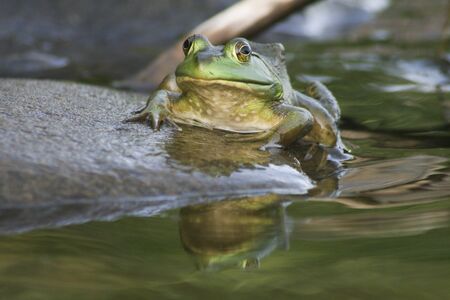 Wild frog resting on a rock at the pond.の写真素材
