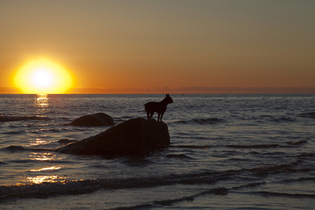 Boston terrier enjoying a late dip in the ocean at sunset.の写真素材