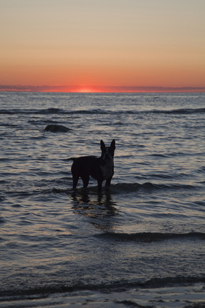 Boston terrier enjoying a late dip in the ocean at sunset.の写真素材