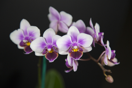 Beautiful Pixie orchids flowers on a black background.の写真素材