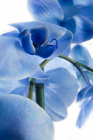 Beautiful blue orchid flowers isolated on white background.の写真素材