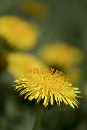 Bright yellow dandelion flower in full bloom. Isolated on a blurry background with more dandelions.の写真素材