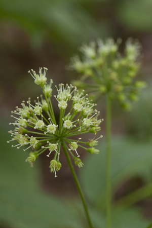 Wild sarsaparilla blooming during the spring season. aralia nudicaulis . Isolated on a green blurry background.の写真素材