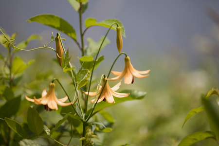 Wild tiger lilies by the lake. Isolated on a blurry background.の写真素材