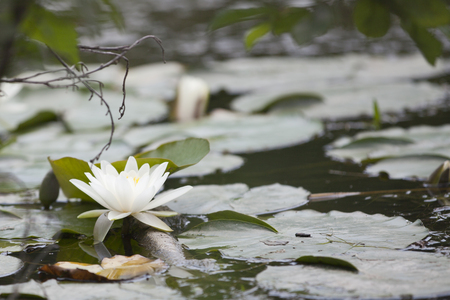 White waterlily surrounded by lilipads in the pond.の写真素材