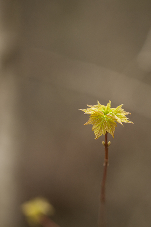 Maple sprout isolated on a brown blurry background.