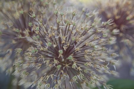 Dried puffy flowers shaped like fireworks, against a blurry background. Puffy abstract texture.の写真素材