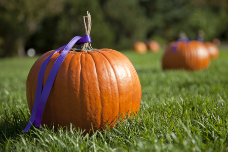 Halloween pumpkins decorated with a purple ribbon sitting on the grass.の写真素材