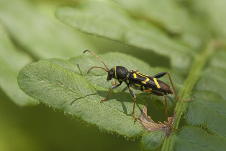 Close up of a wasp beetle (Clytus arietis) on a fern. Isolated on a green background.の写真素材