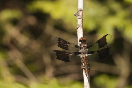 Common whitetail skimmer dragonfly (Plathemis lydia) resting on a twig. Juvenile male long-tailed dragonfly resting on a bramble, isolated against a blurred background.の写真素材