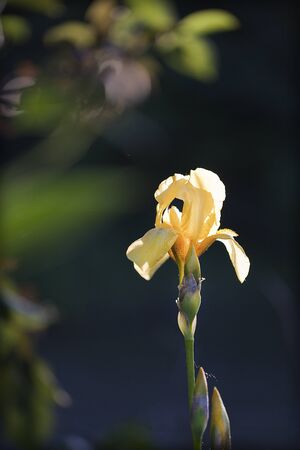 Yellow iris on a blurred background