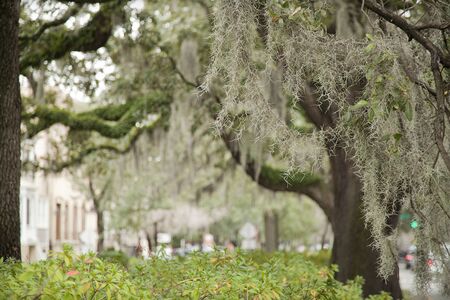 Spanish moss on beautiful crooked old live oak trees in the old streets of Savannah, Georgia, in the United States of America.の写真素材
