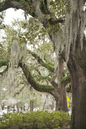 Spanish moss on beautiful crooked old live oak trees in the old streets of Savannah, Georgia, in the United States of America.の写真素材