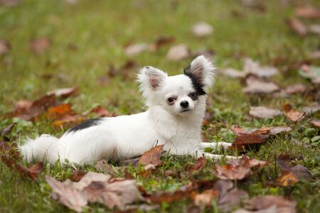 Beautiful long hair Chihuahua posing in the autumn leaves during the fall season.の写真素材