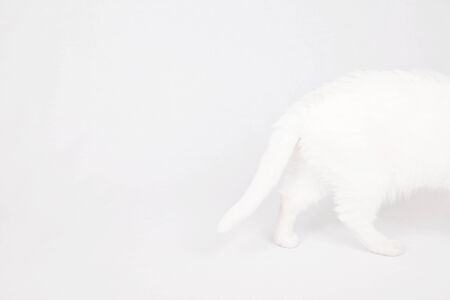 Half of a white cat walking out of the frame, isolated on a white background.の写真素材