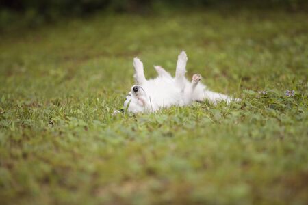 Cute long hair Chihuahua rolling on the grass outside in the summer time.