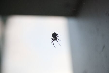 Cross spider hunting on its web. Back lit cross spider waiting for a prey on a shallow depth of...