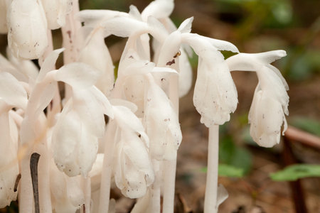 Beautiful bunch of white ghost pipes (Monotropa uniflora) against a blurry background. Group of Monotropa uniflora plants in the woods.の写真素材